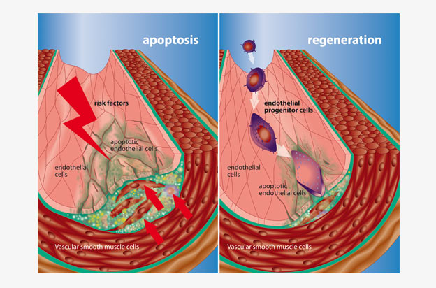 Apoptose Regeneration