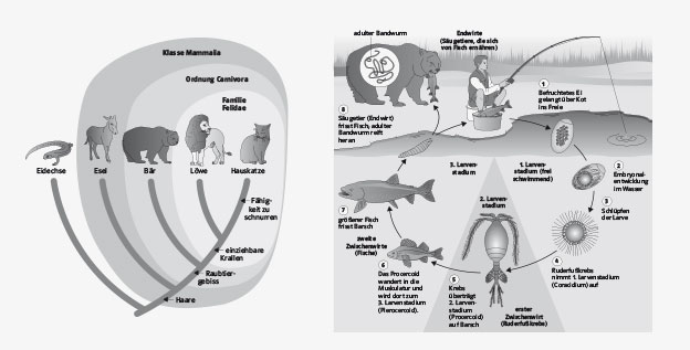 Biologie 2