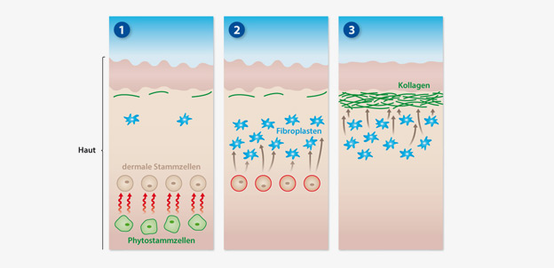 Collagen