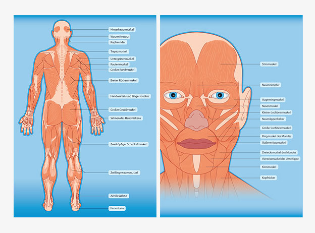 Muskulatur Rücken Kopf