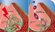 Medizinische und wissenschaftliche Illustrationen